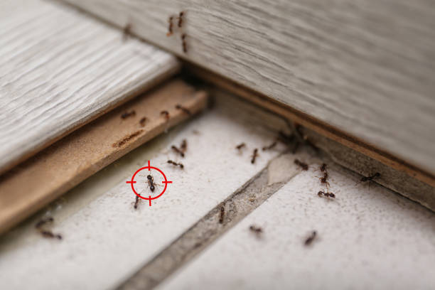 Best Affordable Pest Control Services  in Birmingham, AL
