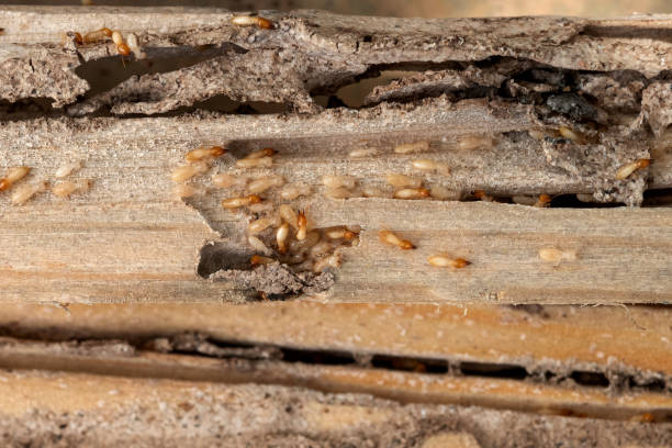 Best Pest Removal Services  in Birmingham, AL